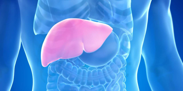 Gli integratori alimentari fanno male al fegato?