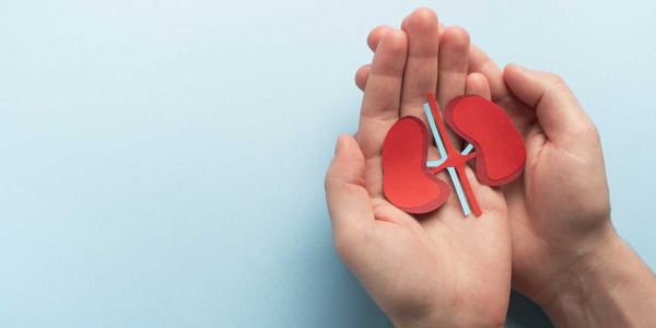N-Acetilcisteina e reni: fa male o protegge la funzione renale?