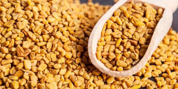 Fieno greco: proprietà, benefici, controindicazioni